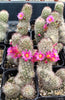 #32c Mammilaria Cactus Plant