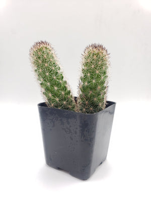 #32c Mammilaria Cactus Plant