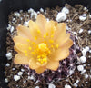 #34c Copiapoa Tenuissima Cactus Plant