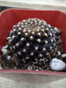 #34c Copiapoa Tenuissima Cactus Plant