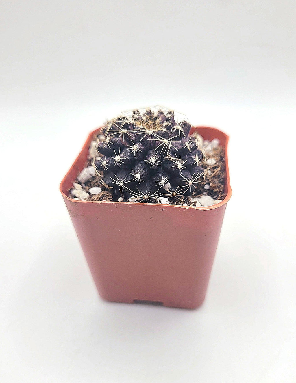 #34c Copiapoa Tenuissima Cactus Plant