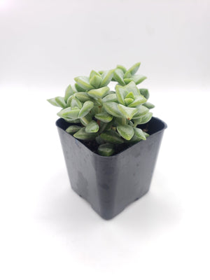 Crassula Rupestris Cultivar