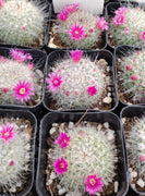 #36c 2" Cactus Plant, Pink Bloomers