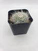 #36c 2" Cactus Plant, Pink Bloomers