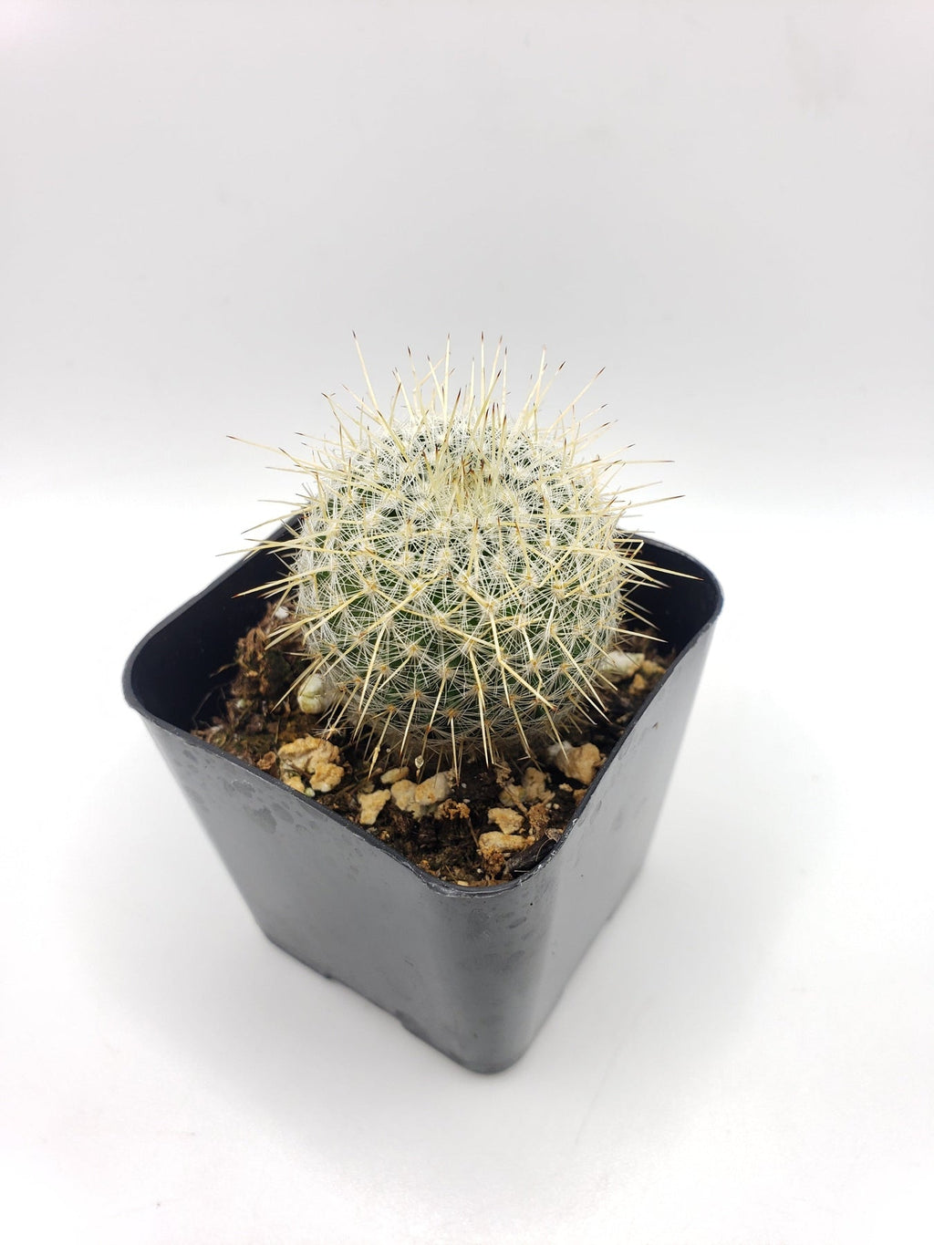 #37c 2" Mammillaria Celsiana Cactus Plant