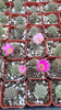 #38c  2" Gymnocalycium Baldianum Cactus Plant