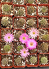 #38c  2" Gymnocalycium Baldianum Cactus Plant