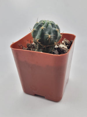 #38c  2" Gymnocalycium Baldianum Cactus Plant