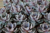 4" Echeveria hybrid Perle Von Nurnberg Succulent Plant