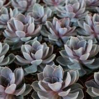 4" Echeveria hybrid Perle Von Nurnberg Succulent Plant