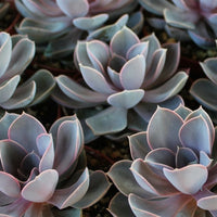 4" Echeveria hybrid Perle Von Nurnberg Succulent Plant