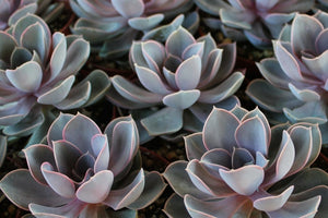 4" Echeveria hybrid Perle Von Nurnberg Succulent Plant