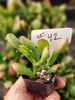 Crassula Ogre Ears