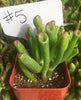 Crassula ET Fingers