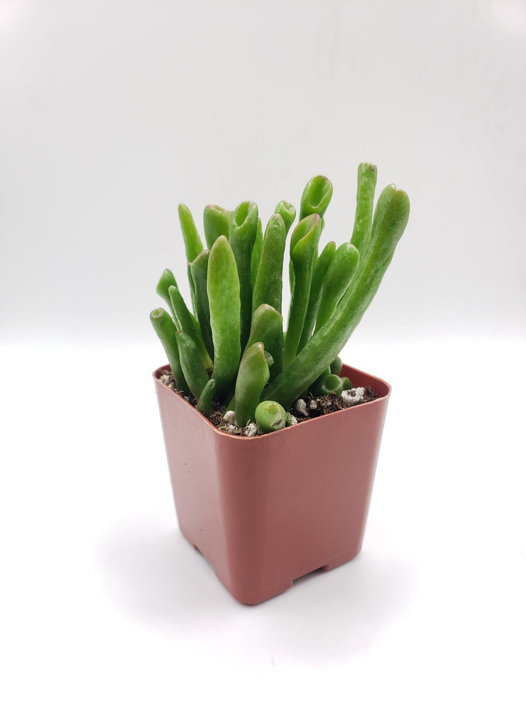 Crassula ET Fingers