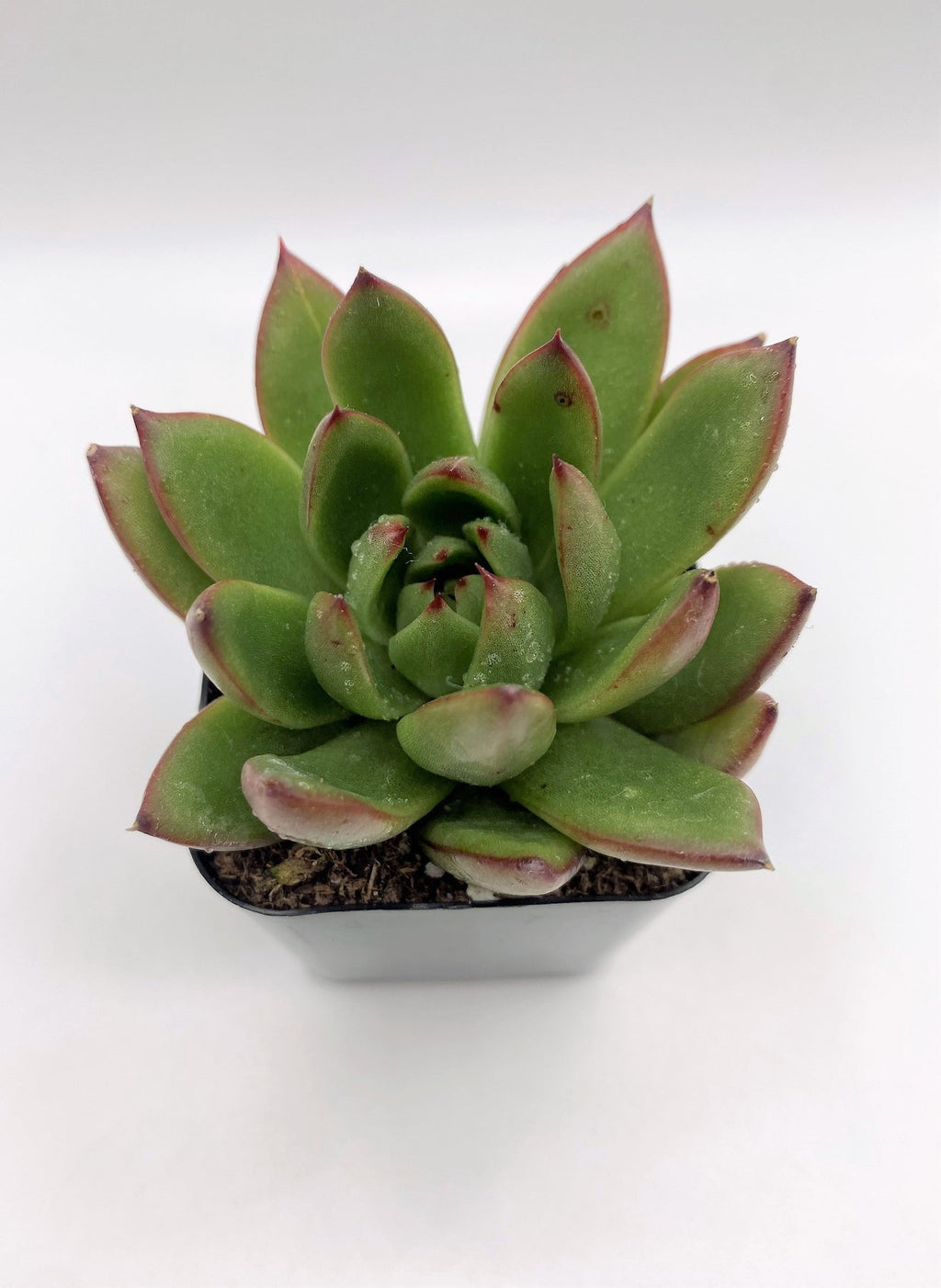 Echeveria Agavoides Red Tips