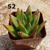 Echeveria agavoides lipstick