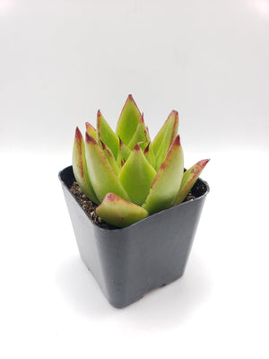 Echeveria agavoides lipstick