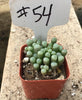 Fenestraria Rhopalophylla "Baby Toes"