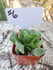 Adromischus Cristatus Key Lime Pie