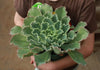 6" Hybrid Echeveria Succulent Plant