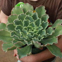 6" Hybrid Echeveria Succulent Plant