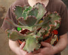 6" Hybrid Echeveria Succulent Plant