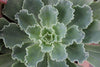 6" Hybrid Echeveria Succulent Plant