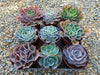 6" Hybrid Echeveria Succulent Plant