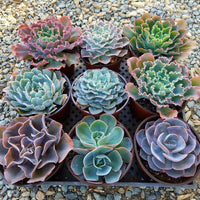 6" Hybrid Echeveria Succulent Plant