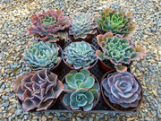 6" Hybrid Echeveria Succulent Plant