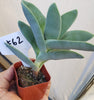 #62  Crassula Perfoliata Falcata Propeller Succulent Plant