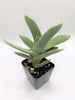 #62  Crassula Perfoliata Falcata Propeller Succulent Plant