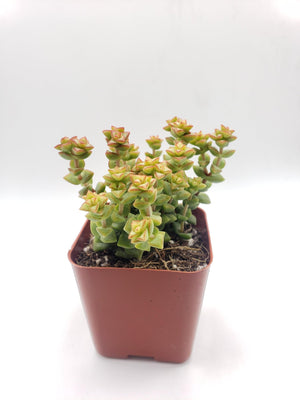 Crassula Tom's Thumb Succulent Plant