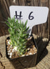 #6C Opuntia Eve's Needles 2" Cactus Plant