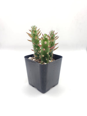 #6C Opuntia Eve's Needles 2" Cactus Plant