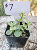 Portulacaria afra Elephant Bush Variegated Succulent Plant