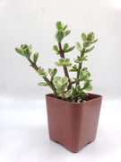 Portulacaria afra Elephant Bush Variegated Succulent Plant