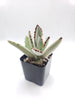 #70 Kalanchoe Panda Ears Succulent Plant