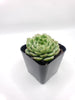 Sea Glass Echeveria Succulent Plant