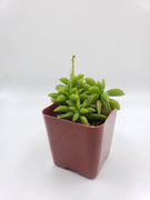 Peperomia Axillaries Succulent Plant