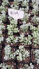 Cotyledon Pendens Succulent Plant