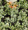 Cotyledon Pendens Succulent Plant