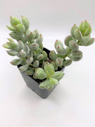 Cotyledon Pendens Succulent Plant