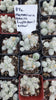 #7C Mammilaria Gracilis fragilis pencil eraser Cactus Plant 2" 