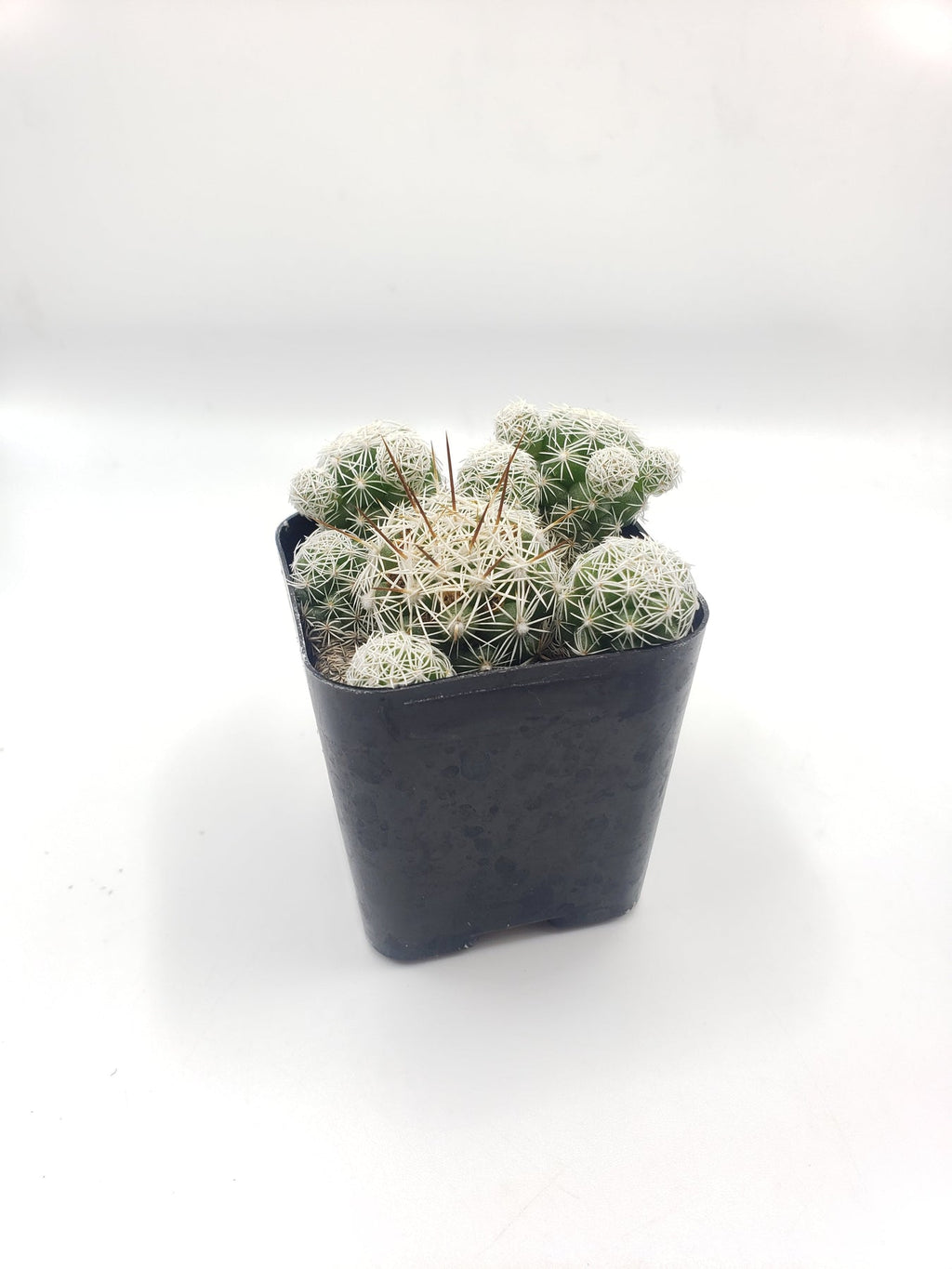 #7C Mammilaria Gracilis fragilis pencil eraser Cactus Plant 2" 