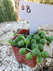 Senecio String of Pearls Succulent Plant