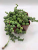 Senecio String of Pearls Succulent Plant