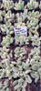 Cotyledon Bear Paws Variegated Succulent Plant