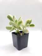 Cotyledon Bear Paws Variegated Succulent Plant